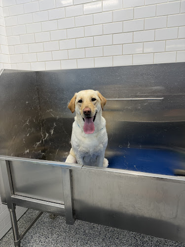 Pets On Point and The Dog Wash Etc.