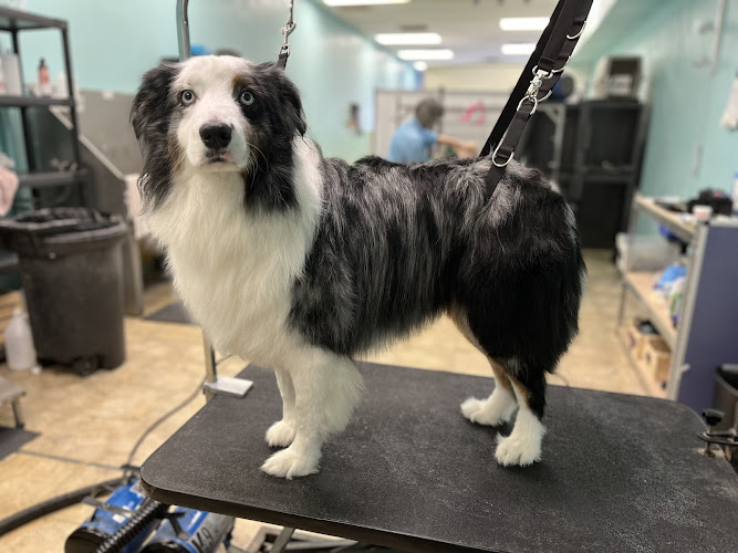 Pets Pets Pets Grooming LLC