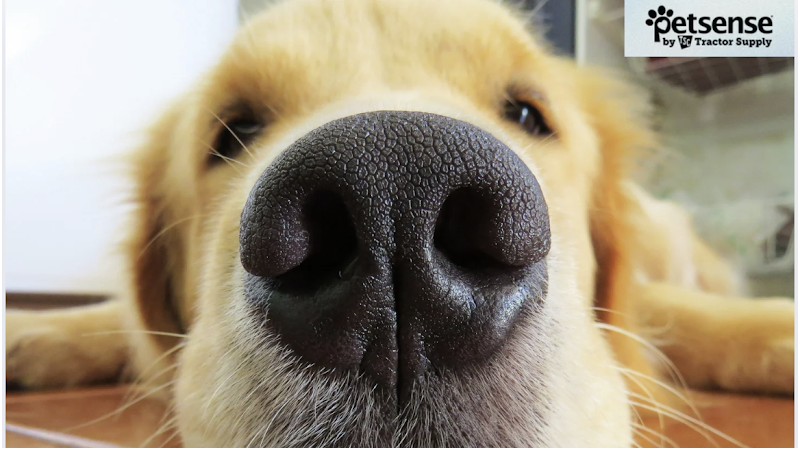 Petsense by Tractor Supply