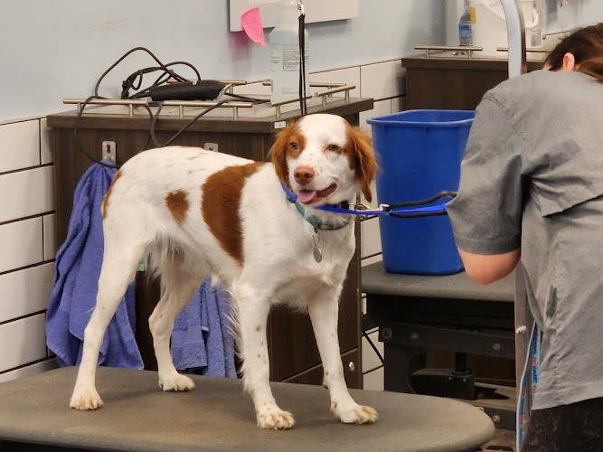 PetSmart Grooming