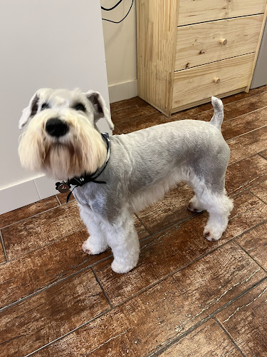 PetStar Dog Grooming & Daycare