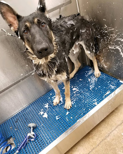 PetSuites Greensboro