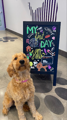 PetSuites Virginia Beach