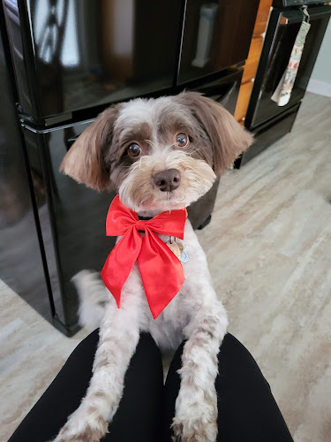 Petz Kutz Grooming Salon