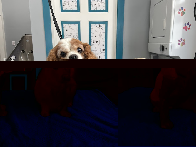 Philly Floof Grooming