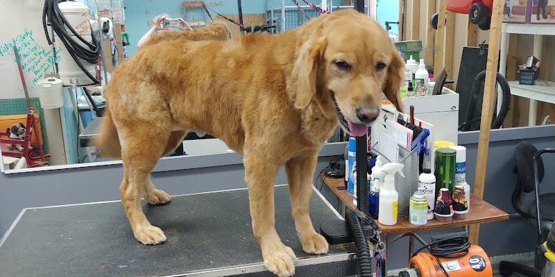 Pick of the Litter Grooming Salon