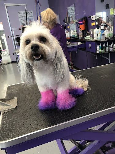 Pin Up Pets Chandler Groomer