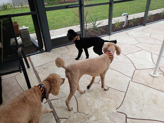 Pink Poodle Grooming Salon