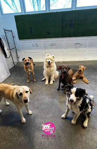 PinkDog Pet Resort Grooming&Spa Harvard