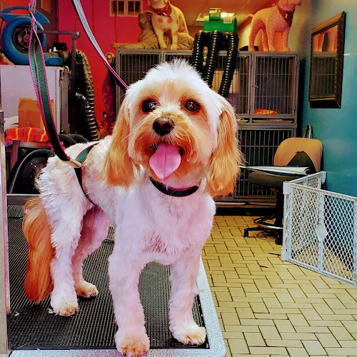 Pinkyblue pet grooming salon