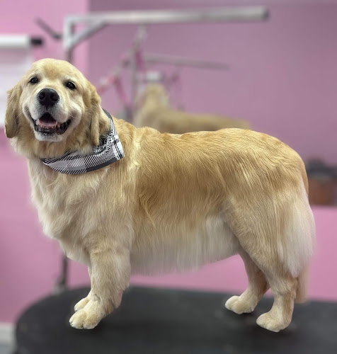 Pinky’s Dog Grooming