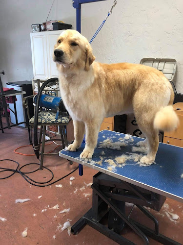 Plain And Fancy Pet Salon