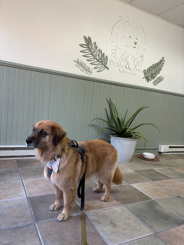 Plants & Paws dog grooming salon