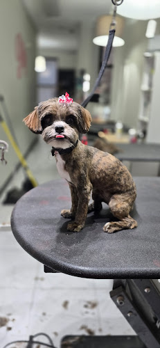 Platinum Petz LLC - Pet Grooming