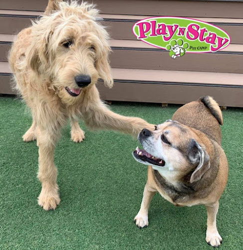 Play N Stay Pet Camp - WHG