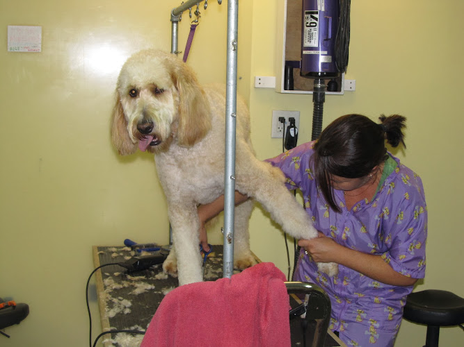 Playtime Doggie Daycare & Pet Salon