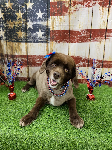 Plush Pup Dog Grooming Faribault, MN