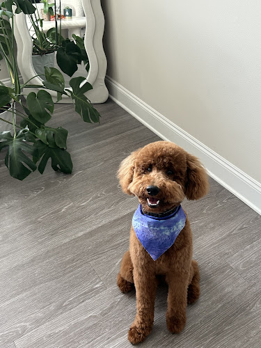 Poised Pooch Grooming Studio, LLC