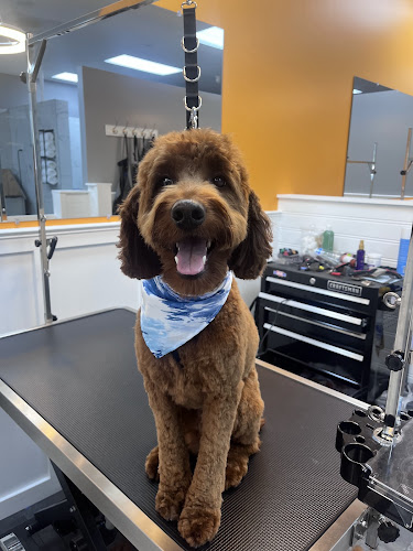 Polished Paws Grooming & Self Wash