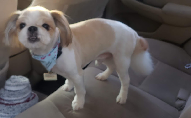 Pooch Pride Grooming