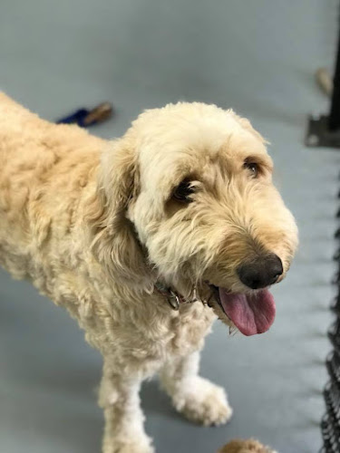 Pooch Resort Boarding Daycare & Grooming