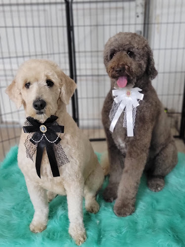 Pooches Hair Studio Dog Grooming