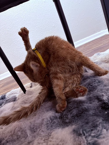 Poochies Dallas Mobile Pet Grooming