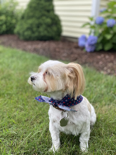 Poochies Dog Grooming, LLC