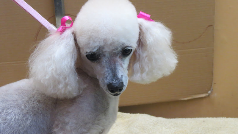 Poochies Dog Grooming Salon and Boutique