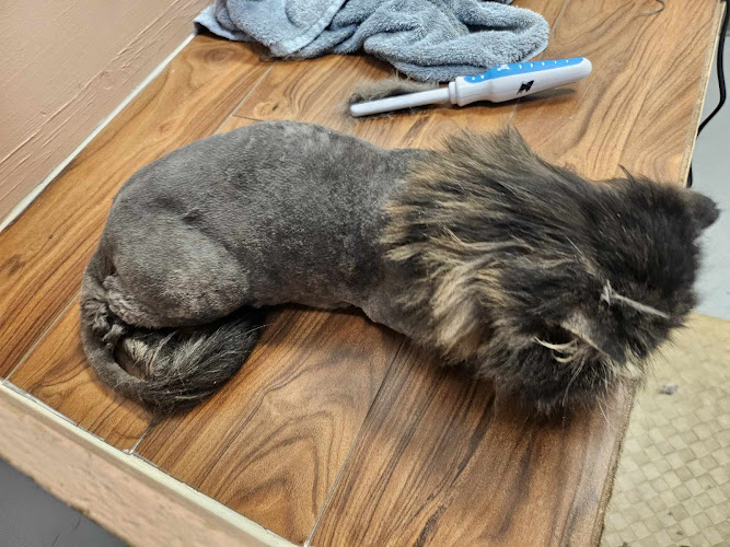Portland Cat Grooming
