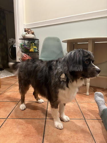 Portland City Pet Groomers