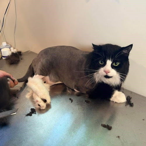 Posh Cat Grooming | mobile spa