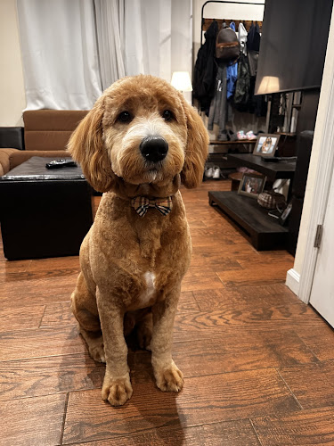 Posh Paws Pet Spa & Boutique