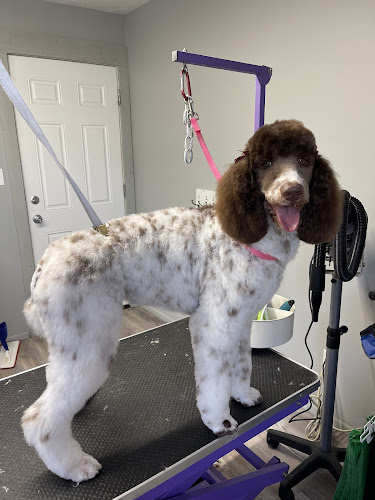 Posh Pooch Dog Grooming