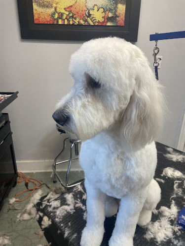 Posh pup of Pensacola