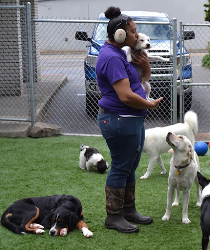 Positive Approach Dog Training & Daycare