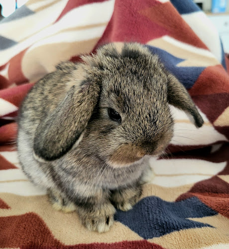 Prairie Lops - mini lop and Mini Rex bunnies in South Dakota and Bunny Rabbit photography