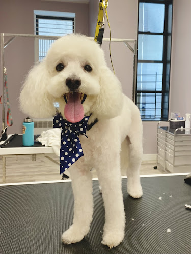 Precious Paws & Bubbles Grooming Boutique