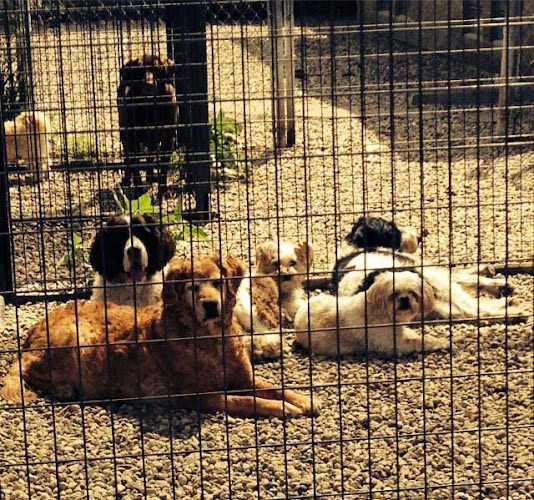 Precious Pets Country Resort