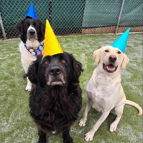 Precious Pets Salon & Doggie Daycare