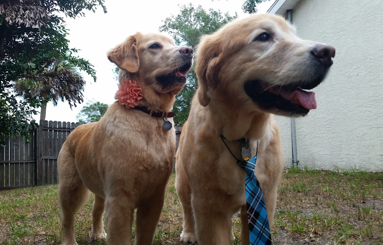 Precision Kuts Pet Grooming