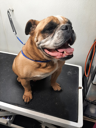 Precision Mobile Pet Grooming