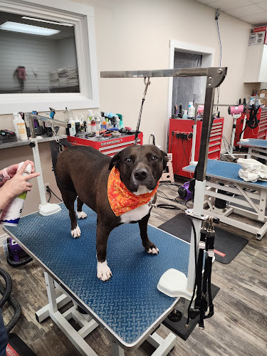 Preppy Pampered Pups