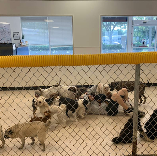 Preppy Pet St Petersburg