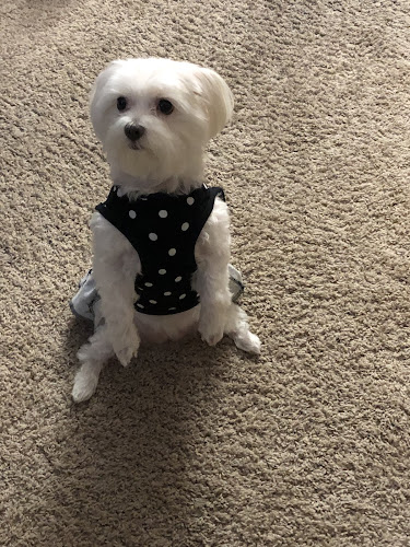 Pretty Paws Pet Grooming