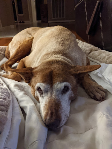 Pretty Pups Grooming