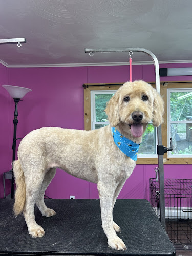 Prim & Proper Dog Boarding and Grooming