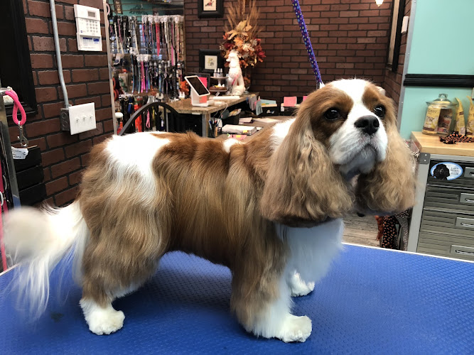 Primping Pooches & Cats