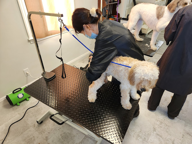 Prince Benji 2 Dog Grooming