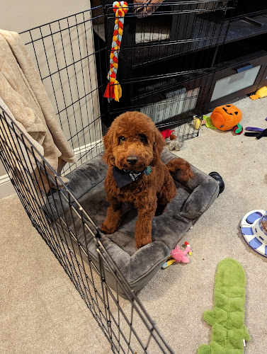 Prince Benji Dog Grooming